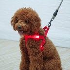 USB RECHARGEABLE Led Dog HARNESS ( Glow Flashing Light-Up Night Safety)